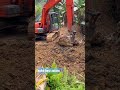 site kerja di kebun sawit #shorts #excavator #shortyoutube #youtube #kerja #operator