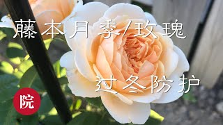 【彬彬有院】花 •366藤本月季的过冬防护