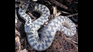 Kreuzotter  (Vipera berus) auf der Weißjurahochfläche