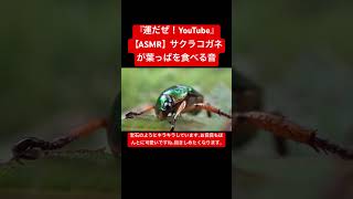 【ASMR】サクラコガネが葉っぱを食べる音 #sdgs #insects #虫の音 #sound #虫の声 #asmr #nature #yt #chewing #environment #カブトムシ