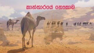 කාන්තාරයේ නෞකාව | Camel in Dubai | | Welcome to Mind Plus