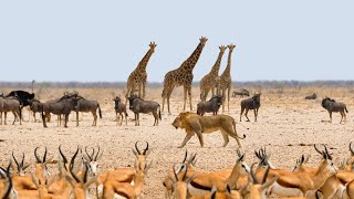 Nature Documentary - Krugers Pafuri Wildlife in Africa Full HD 1080p