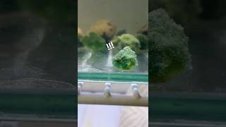 目がキョロキョロ動くダンゴウオ！#ダンゴウオ #cuteanimal #aquarium #海水魚 #アクアリウム