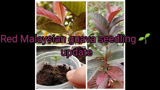 Red Malaysian Guava Seedling Update 🌱