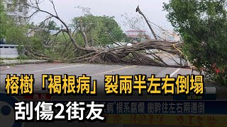 榕樹「褐根病」裂兩半左右倒塌  刮傷2街友－民視台語新聞