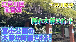 【江戸川散歩39】江戸川区にもあった！大藤の穴場スポット！　~休日の朝は犬の散歩から・・・~