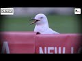 shocking seagull struck by james vince’s shot at big bash league