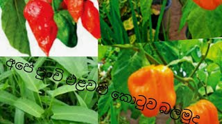 ගෙදර  වගා කරගත  හැකි එළවළු ....