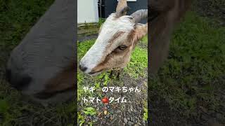 ヤギのマキちゃんに大好物のトマト🍅をあげました #shorts #北海道 #牧場 #goat #ヤギ