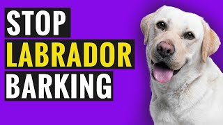 How To Make Your Labrador Stop Barking?