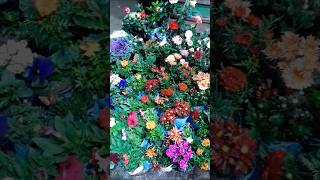 আমার ছাদ বাগান #ytshorts #shortfeed #flowers #gardening