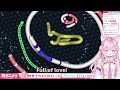 assistant kun love to koyori in slither.io