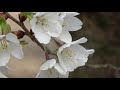 【桜】島根の絶景「三隅大平桜」を自宅で楽しもう！4k 2020 misumi ohira cherry blossom beautiful scenery of shimane pref 【4k】