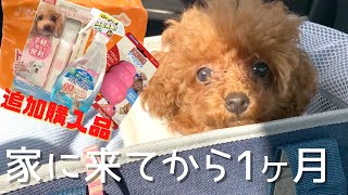 【子犬を迎えた人向け】お迎えして新たに購入したペット用品13点【コング、バリカンなど】