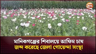 মানিকগঞ্জের শিবালয়ে আফিম চাষ জব্দ করেছে জেলা গোয়েন্দা সংস্থা | Channel 24