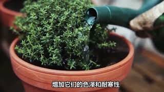 淘米水浇花，这个秘诀你知道吗？