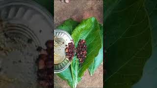 Snail 65 Recipe in Tamil#நத்தை வறுவல்#snail hunting and cooking #