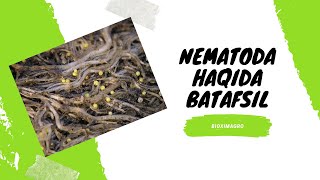 NEMATODA HAQIDA BATAFSIL GAPLASHAMIZ