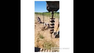 Grape Planting with the Stone Hill Winery Vineyard Crew