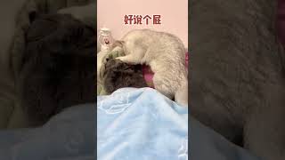 招财睡个觉太难了#猫咪的迷惑行为 #猫 #猫咪