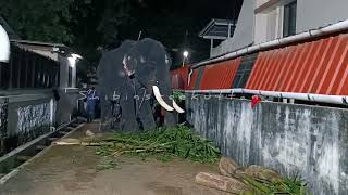 തൃശൂർ പൂരത്തിന് പാറമേക്കാവ്ന്റ ഗജനിര /thrissurpooram paramekkavu elephants 2022