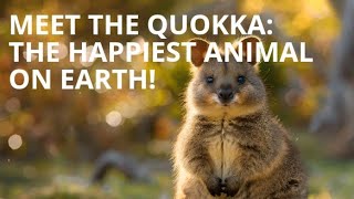 Meet the Quokka: The Happiest Animal on Earth!