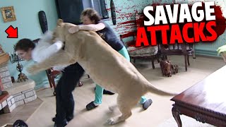 The Most SAVAGE Big Cat Attacks MARATHON!
