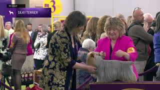 Silky Terriers | Breed Judging 2025