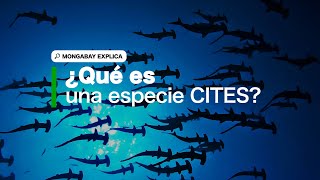 #MongabayExplica ¿Qué es una especie CITES?