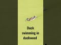 Duck swimming in duckweed