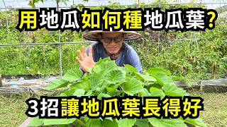 用哪種地瓜適合種地瓜葉?如何施肥長得好?用發芽地瓜種地瓜葉盆栽種植方法分享| 阿星種植