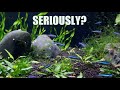 The Absolute 2 EASIEST Aquatic Plants - AND I Can PROVE It!