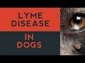 Lyme Disease In Dogs Lyme Disease In Dogs