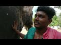 ഉണ്ണിമങ്ങാട് ഗണപതി കേരളത്തിലെ ഗജവീരൻ kerala elephant unnimangad ganapathy ആന വിശേഷങ്ങൾ