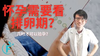 想要成功怀孕就要先了解排卵期 |【计划怀孕】花生健康医药 EP155