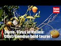 Dürre, Virus in Italien: Obst/Gemüse bald teurer? | krone.tv NEWS