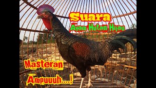 SUARA AYAM HUTAN HIJAU. MASTERAN AYAM HUTAN JANTAN.