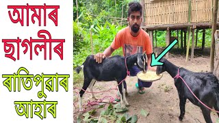 ছাগলী পালন এটা লাভদায়ক ব্যৱসায় হয়নে ? ৰাতিপুৱাৰ আহাৰ এইটো/Assam goat farming/Best goat feed in assam