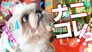 【ナニコレ】犬が初めてシャボン玉を見た反応 Dog  saw soap bubble for the first time