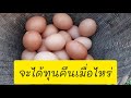 รู้หรือไม่ เลี้ยงไก่ไข่ ได้กำไรหรือขาดทุน