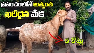 వామ్మో! ఈ మేక 5 కోట్లు అంటే నమ్ముతారా? ప్రపంచంలోనే అత్యంత ఖరీదైన మేక I World's Most Expensive Goat