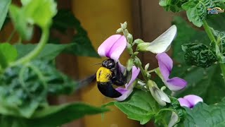Belajar Tentang Lebah #Lebahmadu #siotan #laguanak #alamsemenit