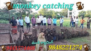 monkey 🐒 kya chin 9441574468🐒9848221274