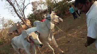 साकोली शंकर पट.. 51000 रूपये के लीये ✨ आने वालै बैल.,...मेंढी और गलगट विर्शि वालों का