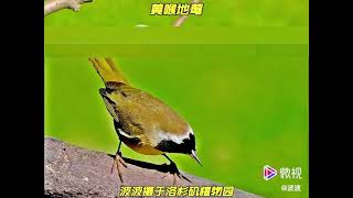 【黄喉地莺】 波波摄于洛杉矶植物园