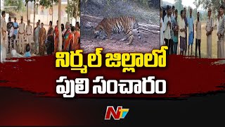 నిర్మల్ జిల్లాలో పులి సంచారం | Nirmal | Ntv