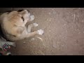 best desi dog breeds in india indian dog puppy funny moments india dog new