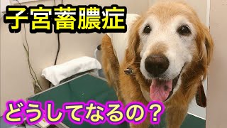 【犬の子宮蓄膿症】閲覧注意。ぱんぱんになった子宮が出てきました。子宮蓄膿症の原因、手術、入院、退院、元気になるまで。