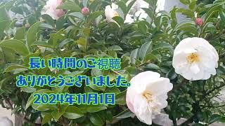 長野県飯田市松尾鳩ヶ嶺八幡宮随身門改修工事と奉納菊花展。2024年11月1日