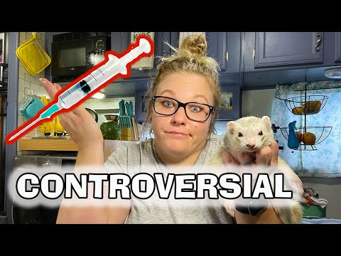 When can ferrets get rabies?